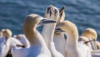 爱游戏app-【投票投出最喜爱的明星】粉丝票选年度最受欢迎球员，粉丝最多的nba球星排行