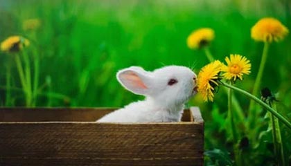 爱游戏app-【投票投出最喜爱的明星】粉丝票选年度最受欢迎球员，粉丝最多的nba球星排行